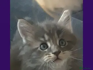 Maine Coon cats Beautiful pure Bred Maine Coon Kittens - Advert 15