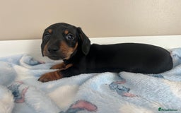 Miniature Dachshund dogs for sale: Stunning miniature dachshund  - Image 7