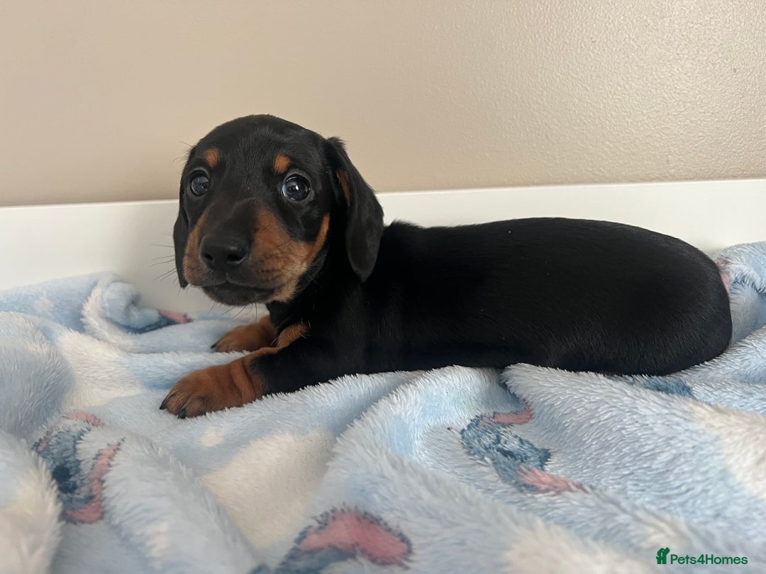 Miniature Dachshund dogs for sale: Stunning miniature dachshund  - Image 7