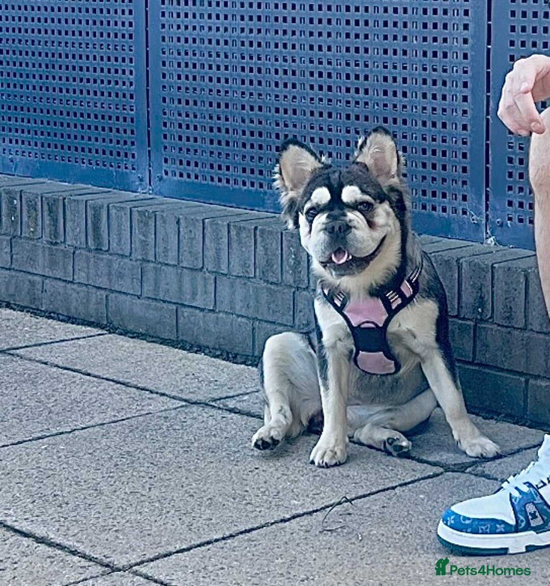 French Bulldog dogs for sale: KC reg+4 panel health+DNA EA Husky Female pup - Advert 12