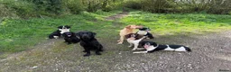 Labrador Retriever dogs for stud: KENLEAP SCARECROW 2yr old stud dog  in Basingstoke - Advert 3