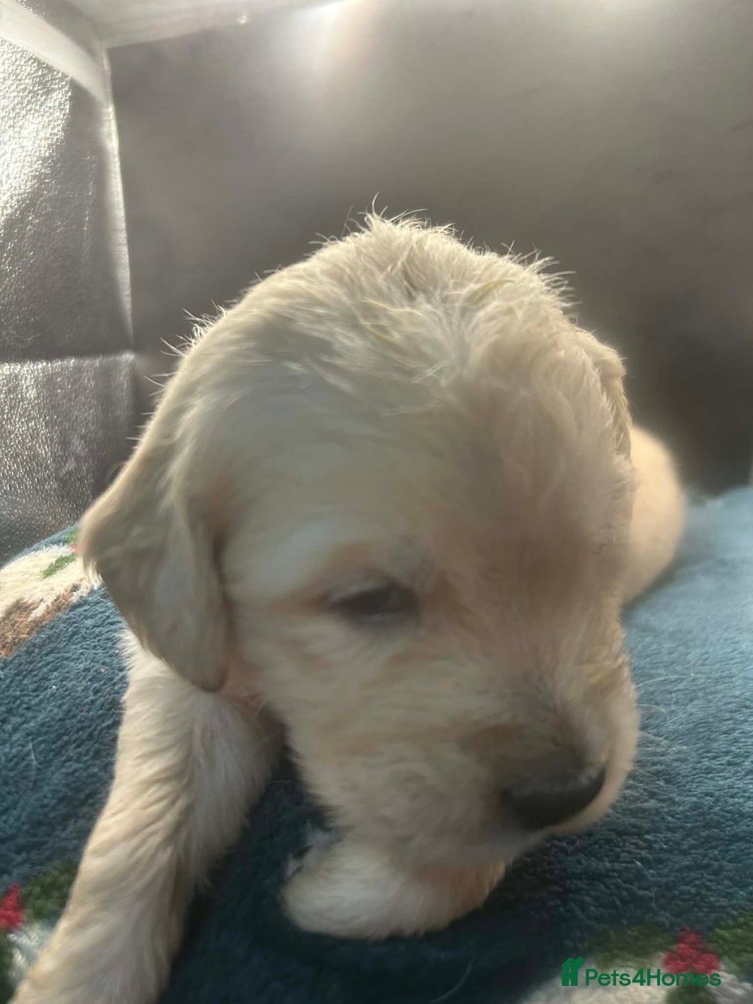 Golden Retriever dogs for sale: Stunning Golden Retrievers. 4 Boys / 4 Girls - Advert 26