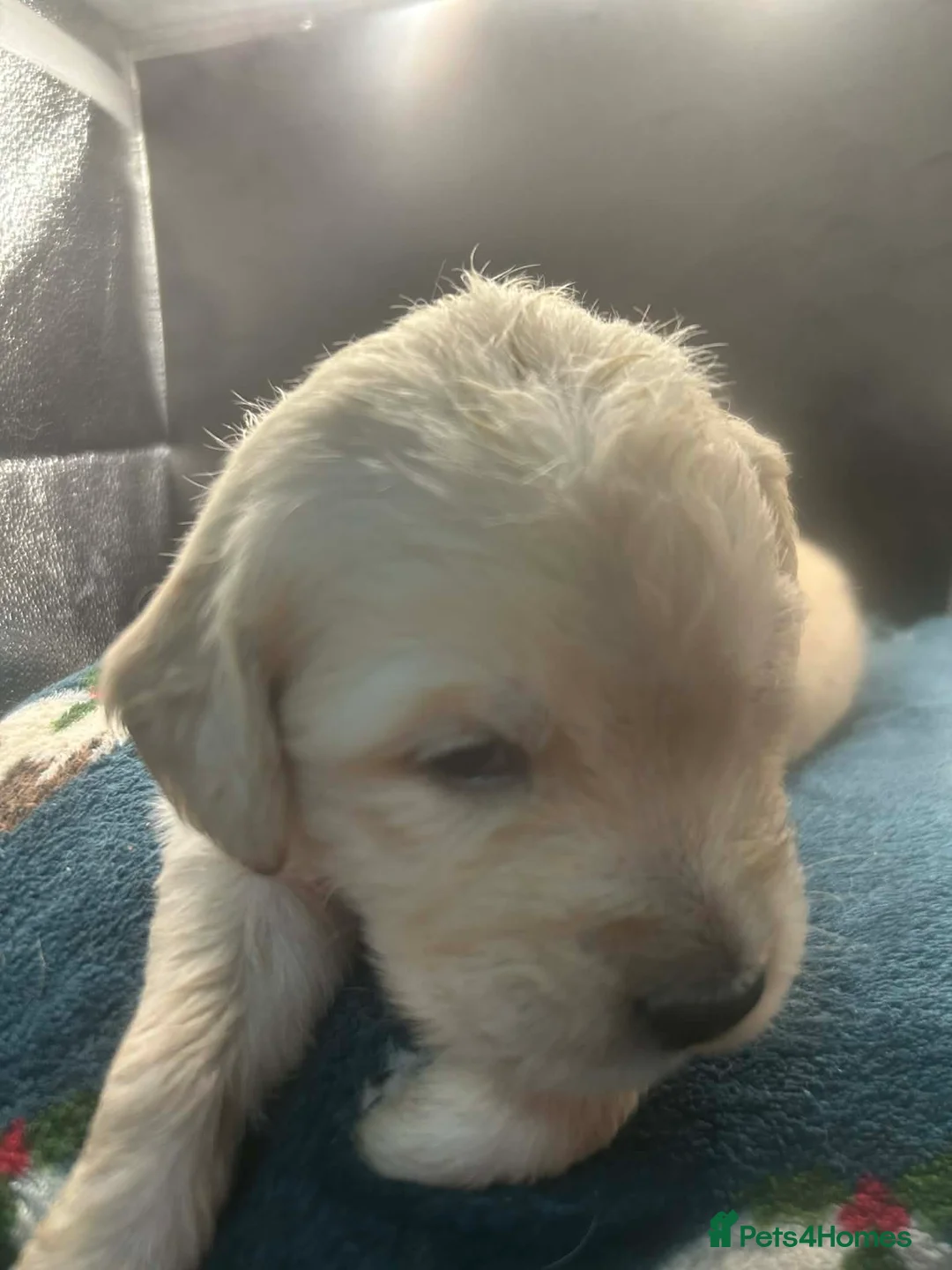 Golden Retriever dogs for sale: Stunning Golden Retrievers. 1 Boys / 1 Girls - Advert 26