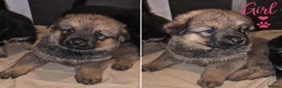 Mixed Breed dogs for sale: Rokita puppies  - Advert 3