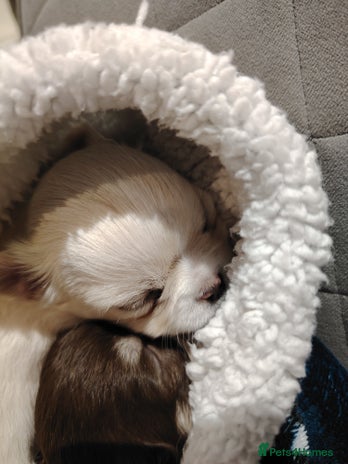 Chihuahua dogs Kc registered girls available - Advert 1