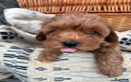 Cockapoo dogs for sale: ❤️ Tiny Deep Red Miniature F1b Cockapoo Pup's  - Image 1