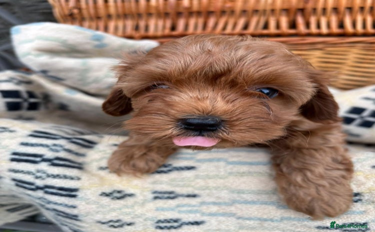 Cockapoo dogs - Advert 4