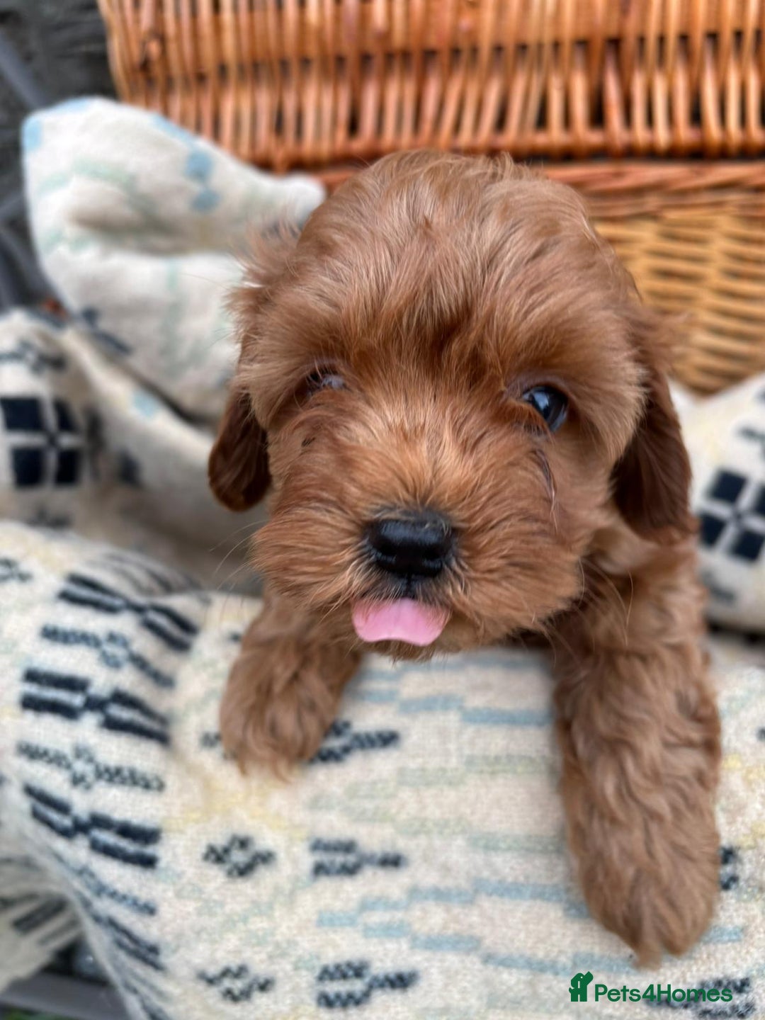 Cockapoo dogs for sale: ❤️ Tiny Deep Red Miniature F1b Cockapoo Pup's  - Image 1