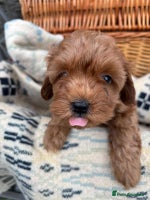 Cockapoo dogs - Advert 10