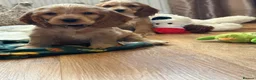 Cocker Spaniel dogs for sale: ⭐️Stunning show cocker spaniel puppies READY NOW - Advert 7