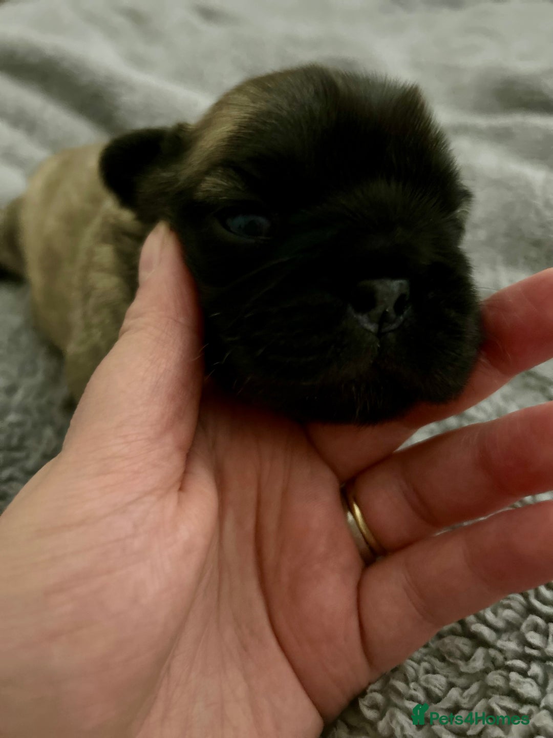 Frug dogs for sale: Fluffy frug - Image 4