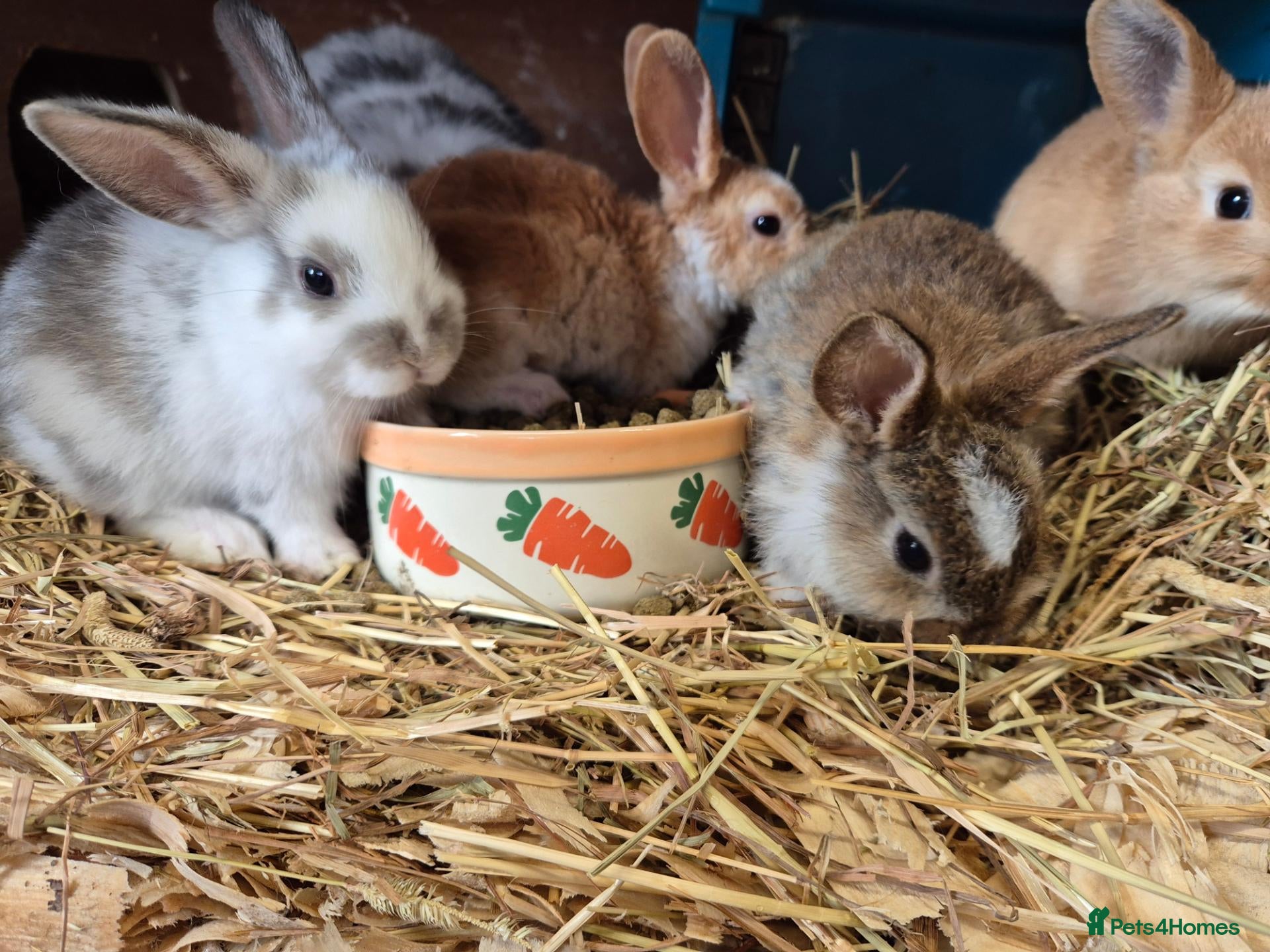 Mixed Breed rabbits Gorgeous baby bunnies  - Advert 4