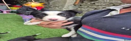 Border Collie dogs for sale: PURE-BRED BORDER COLLIE PUPS  - Advert 1