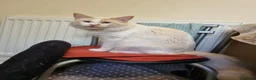 Ragdoll cats for sale: Flame point ragdoll boy  - Advert 4
