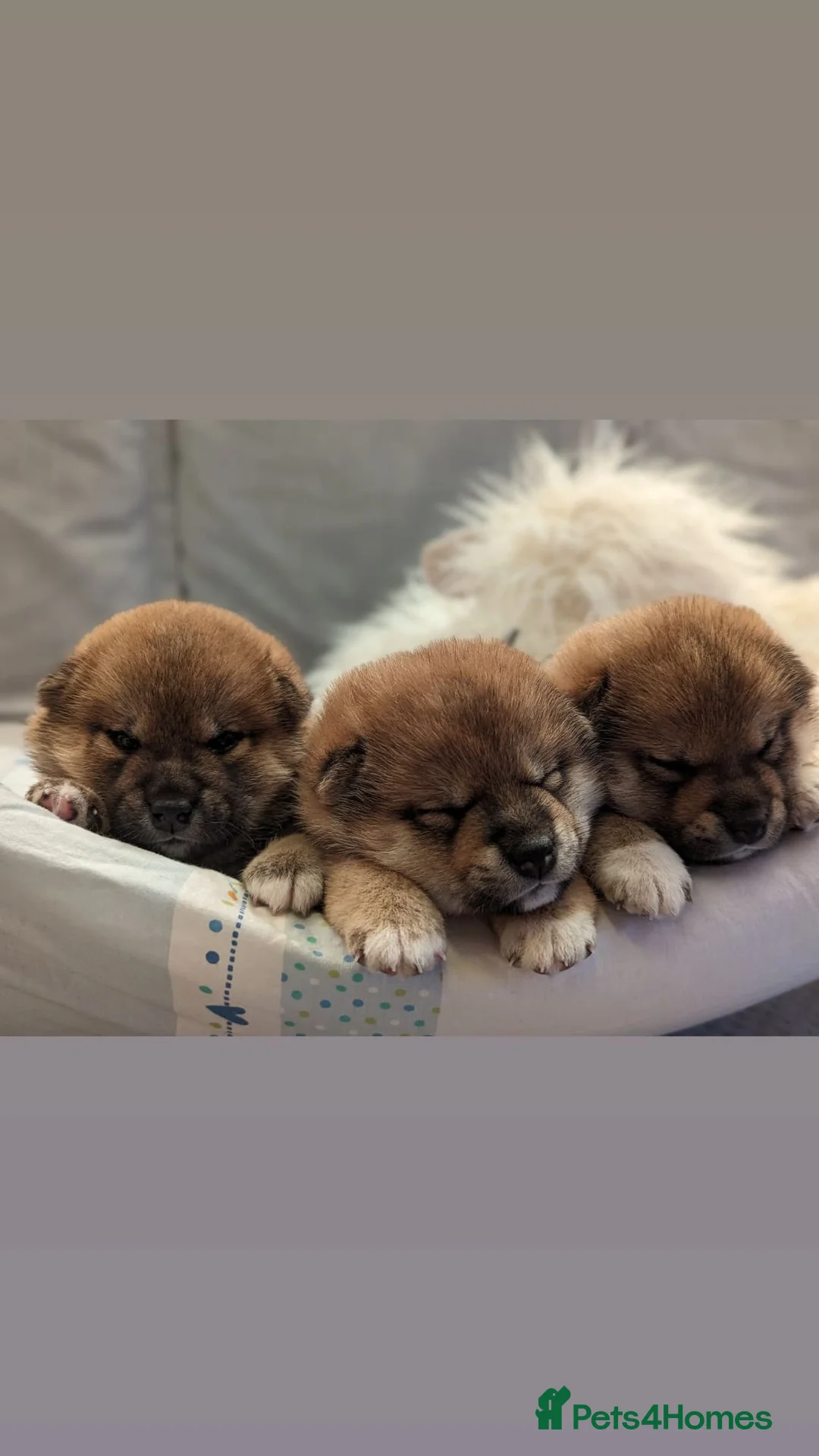 Japanese Shiba Inu dogs for sale: Japanese Shiba inu  - Advert 12