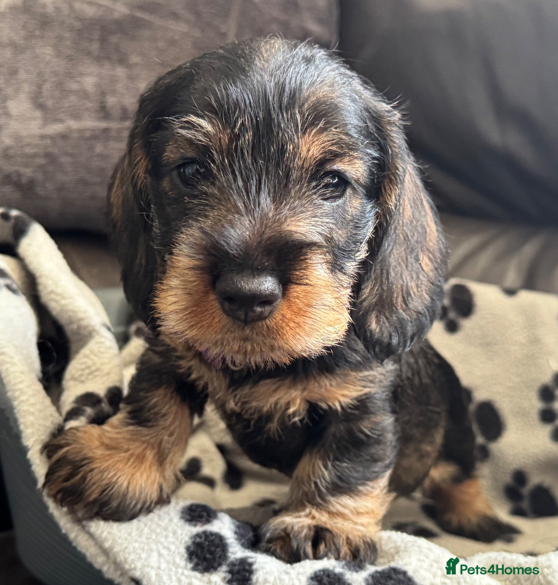 Dachshund dogs Stunning Kc standard wirehaired  - Advert 17