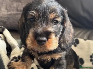 Dachshund dogs Stunning Kc standard wirehaired - Advert 17