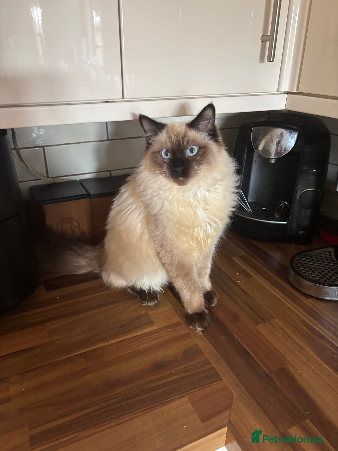 Ragdoll cats for sale: Seal point ragdoll - Advert 1