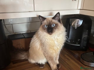 Ragdoll cats Seal point ragdoll - Advert 18