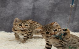 Bengal cats for sale: 🔥Stunning Bengal Kittens last little girl left 🔥 - Image 12
