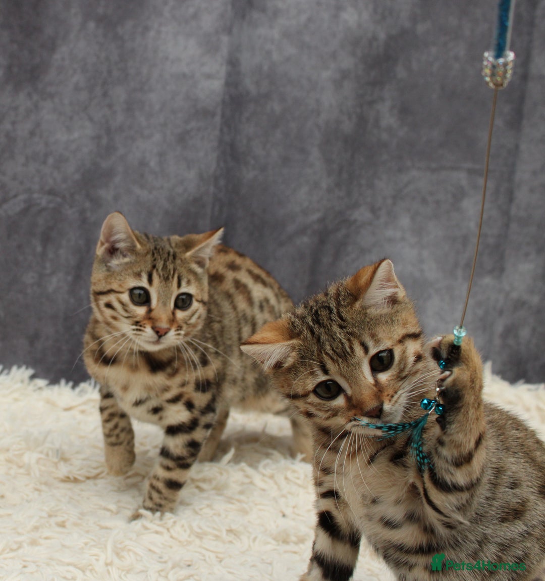 Bengal cats for sale: 🔥Stunning Bengal Kittens last little girl left 🔥 - Image 12