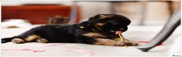German Shepherd dogs for sale: LONGHAIRED SHOW TYPE GSD PUPPIES KC DNA - Advert 5
