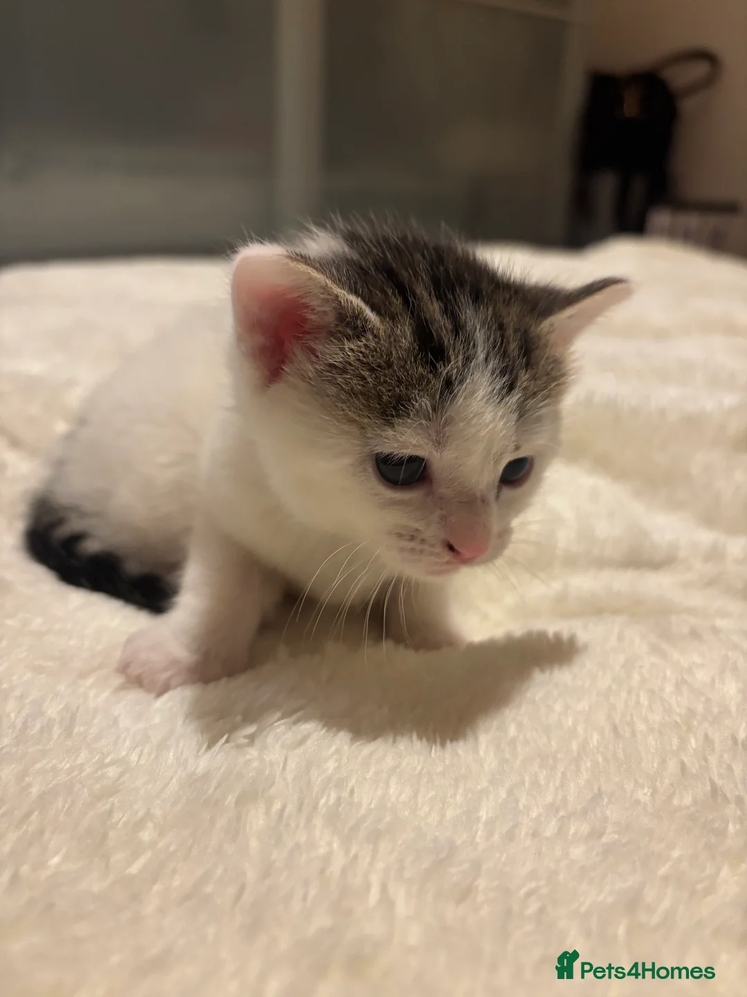 Mixed Breed cats for sale: Adorable Mixed-Breed White Kitten  in Peterborough - Advert 2