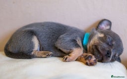 Chihuahua dogs for sale: Chihuahua puppies for sale - Image 3