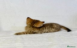 British Shorthair cats for sale: 🐾 Purebred BSH kittens🐾 - Image 5