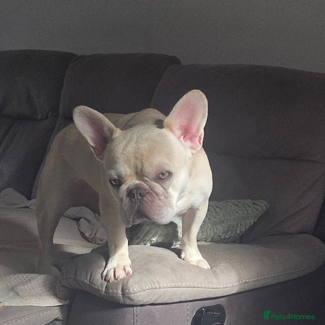 French Bulldog dogs for sale: Dave  - Image 7