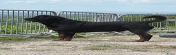 Rottweiler dogs for sale: Champion Bloodline Rottweilers  - Advert 2