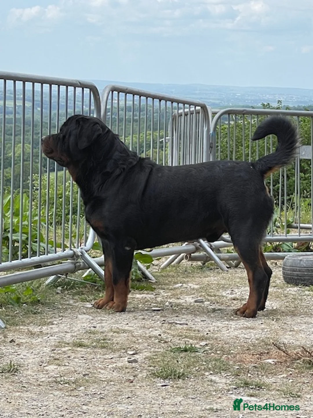 Rottweiler dogs for sale: Champion Bloodline Rottweilers  - Advert 2