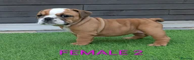 English Bulldog 5