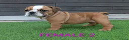 English Bulldog dogs for sale: Elite KC Red Bulldogs  - Advert 5