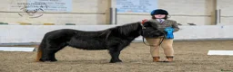 Shetland pony horses for sale: One in a million registered mare in Bristol - Advert 2