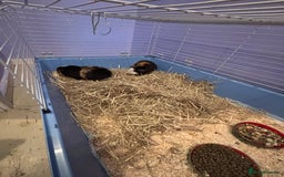 Guinea Pig rodents for sale: 2 bonded male guinea pigs.  - Advert 2