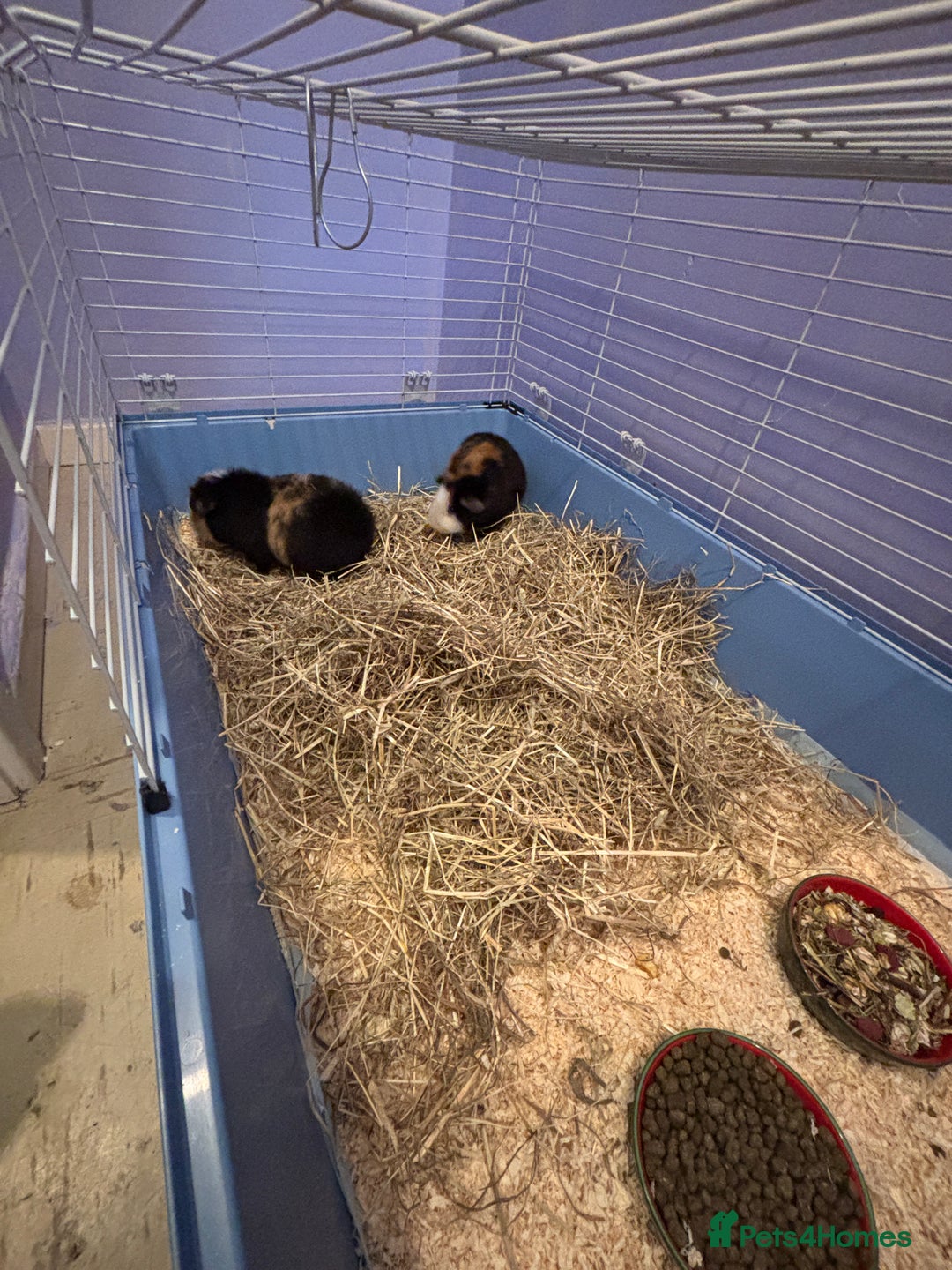Guinea Pig rodents for sale: 2 bonded male guinea pigs.  - Advert 2