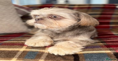 Shih Tzu dogs - Advert 4