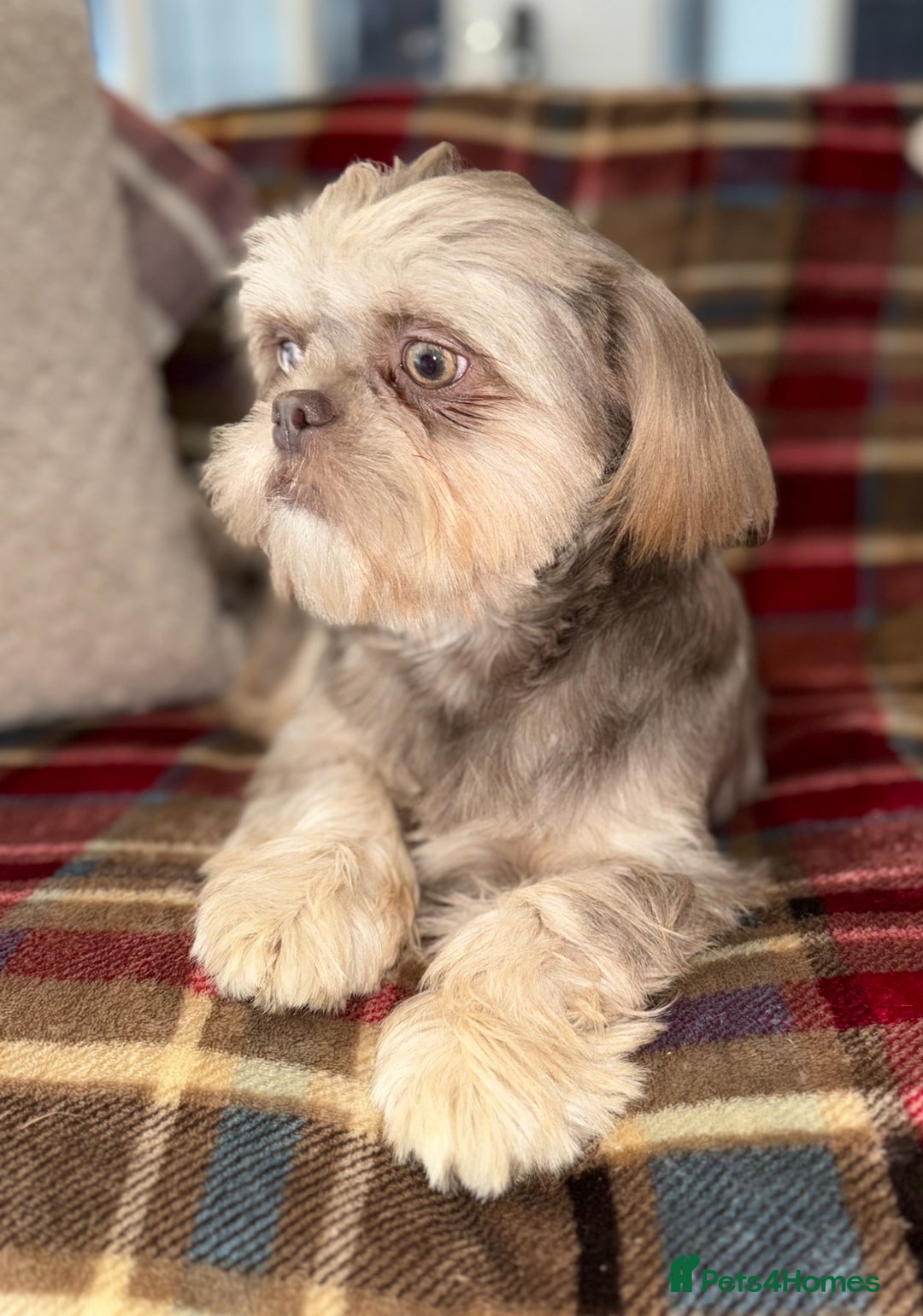 Shih Tzu dogs for sale: 💙🩷Two stunning KC registered Shih Tzus💙🩷 - Image 3