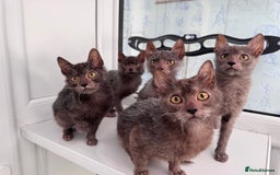 Lykoi cats for sale: Loving Lykoi lap kittens (open to offers) - Image 8