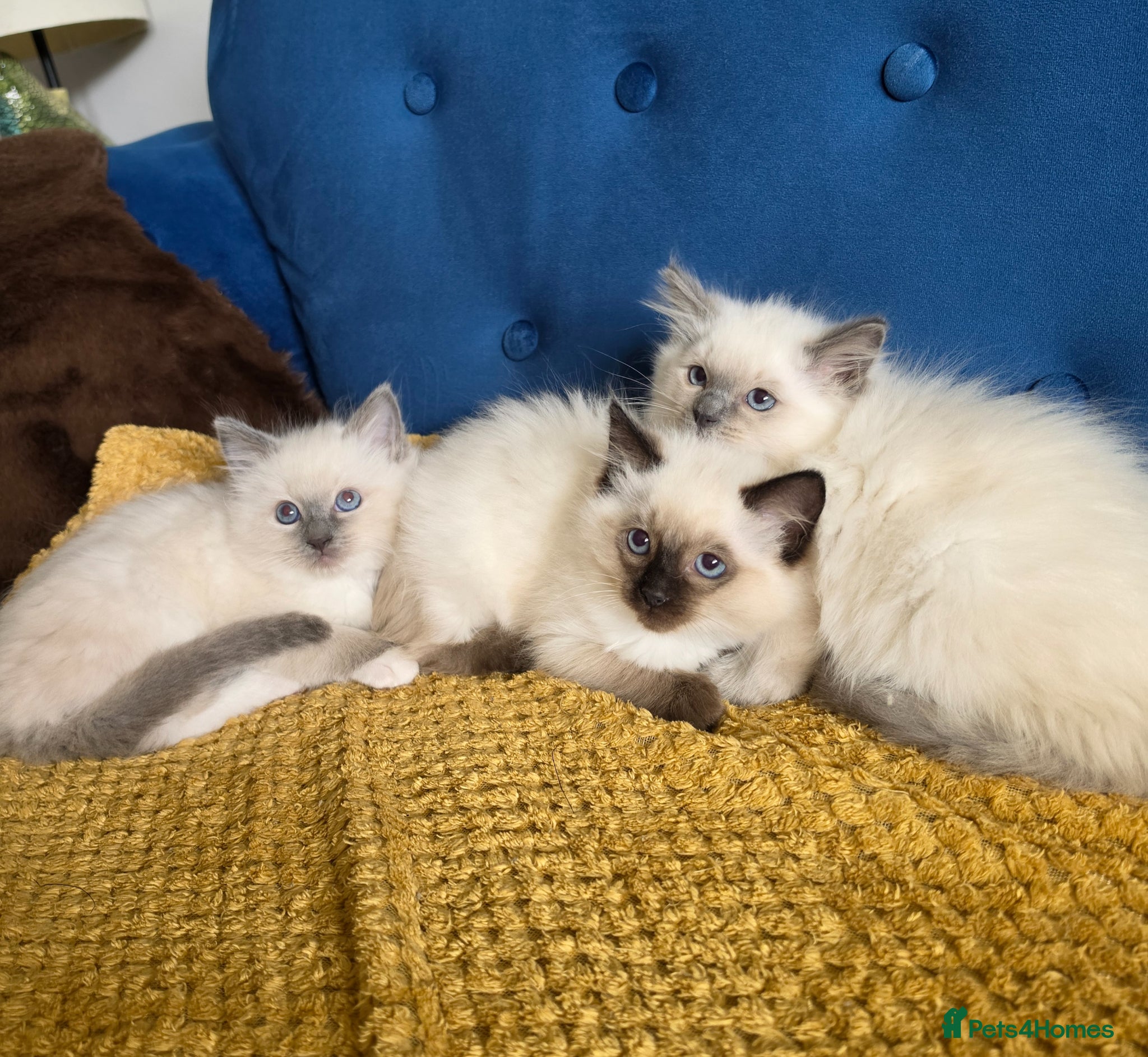 Ragdoll cats Four Stunning GCCF Registered Girls - Advert 7