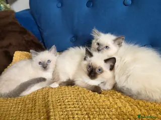Ragdoll cats 💖💖Stunning GCCF Registered Girls 💖💖 - Advert 3