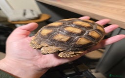 Tortoise reptiles for sale: Sulcata tortoise 1 year old-3rd largest species - Image 2