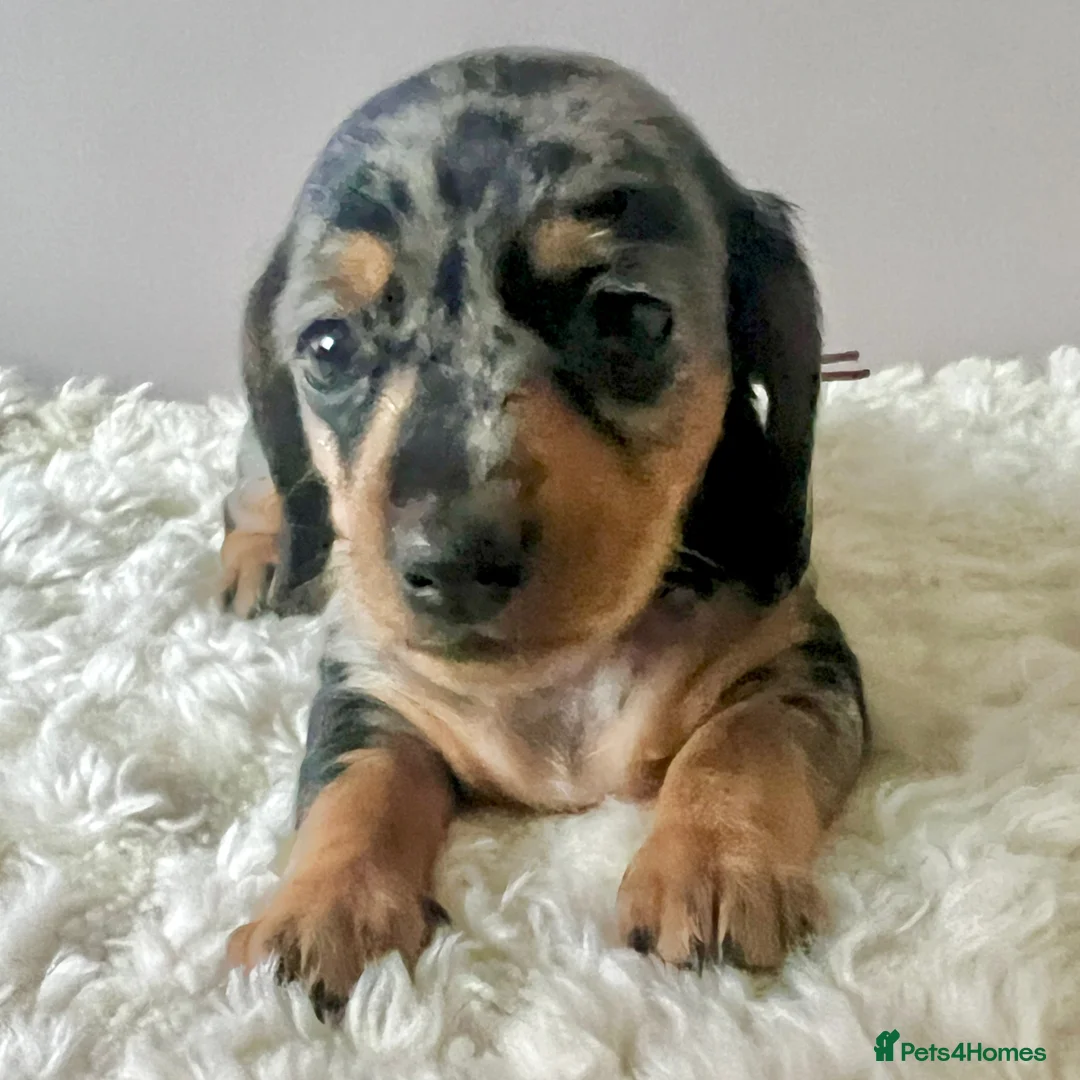 Miniature Dachshund dogs for sale: Min smooth due to leave approx 22 May - Advert 3
