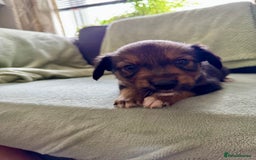 Mixed Breed dogs for sale: Sprollie x husky puppies  - Image 7