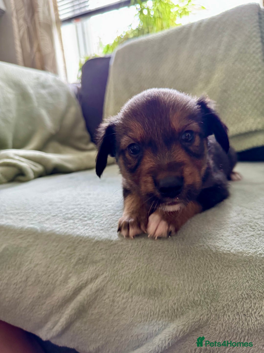 Mixed Breed dogs for sale: Sprollie x husky puppies  - Image 7