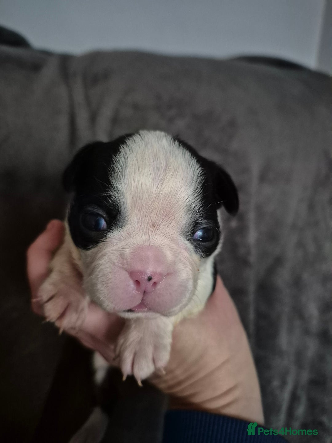 Boston Terrier dogs for sale: Gorgeous chunky Boston terrier pups - Advert 19