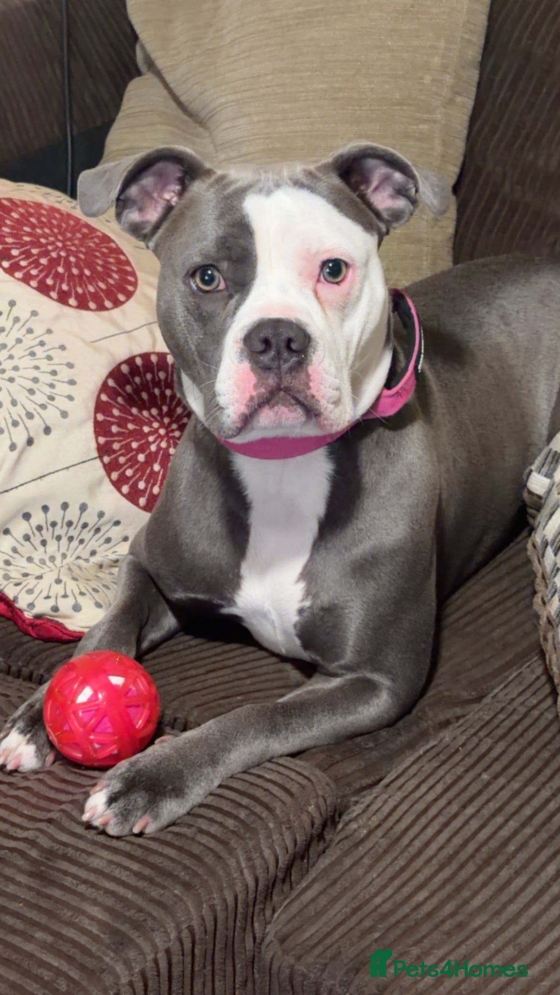 American Bulldog dogs Narla just over 1 year old  - Advert 3