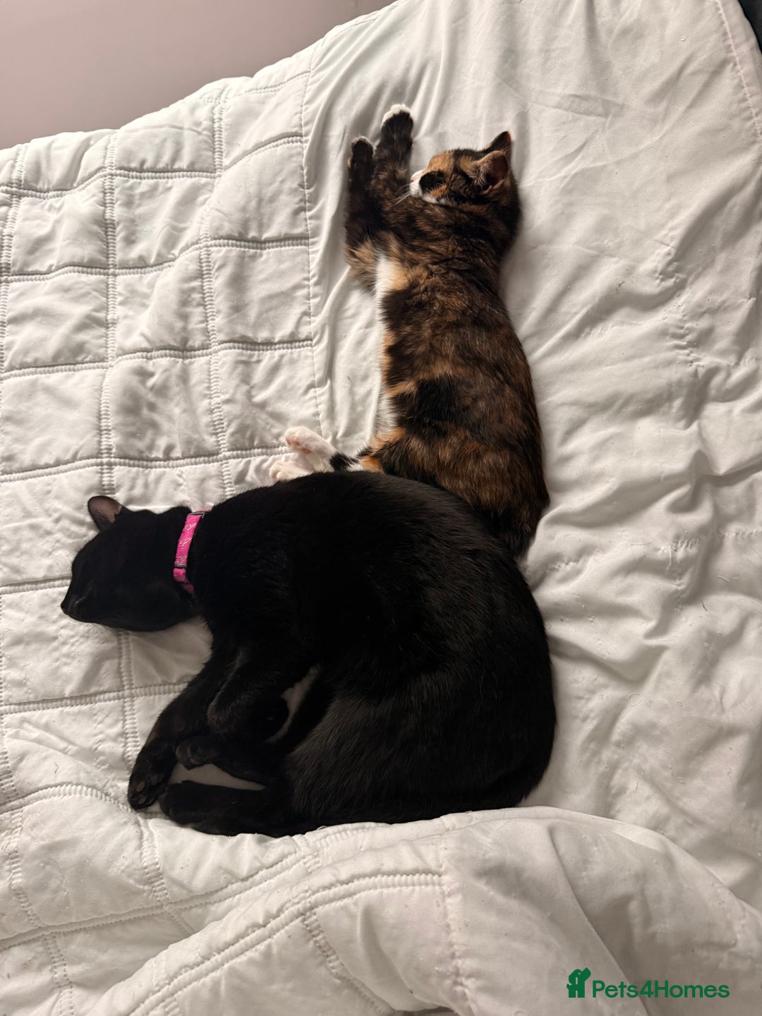 Mixed Breed cats for sale: Two female kittens for sale- black and calico  - Advert 8