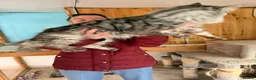 Maine Coon cats for sale: GCCF Registered Maine coon kittens  - Advert 10